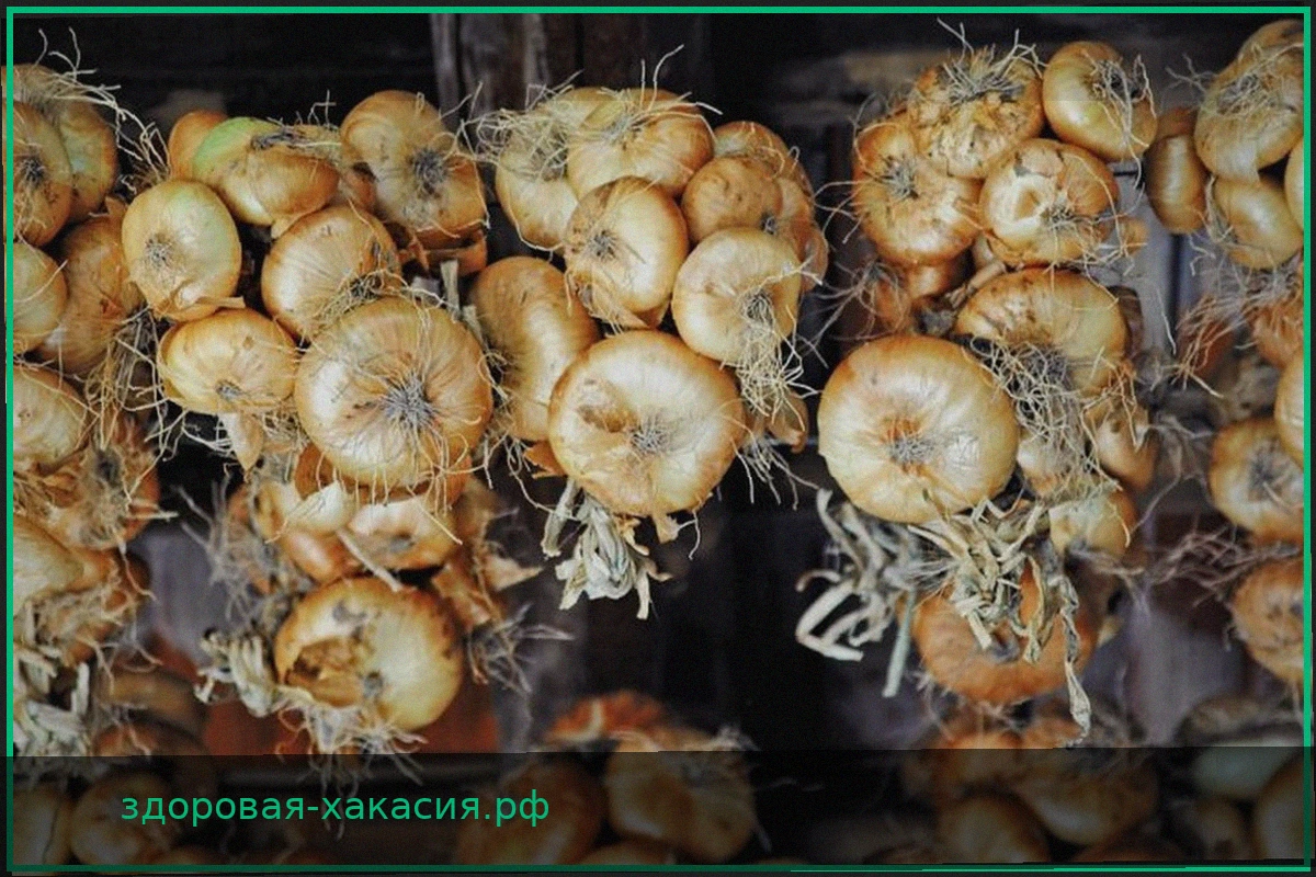 Итальянский лук: удивительное разнообразие вкусов и традиций